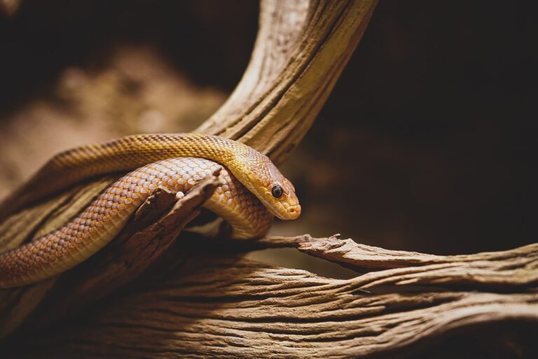 Snake Identification & Safety Education