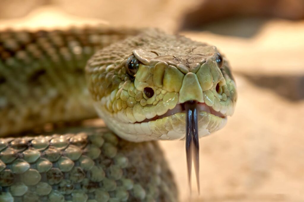 snake rescue near me