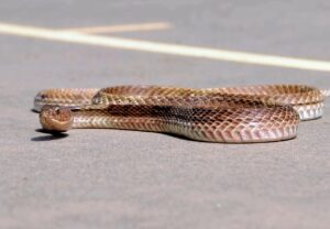 Snake Catcher Bani Park Jaipur