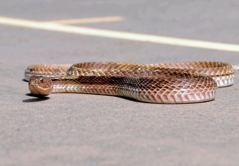 Wildlife Snake Rescue & Forest Release