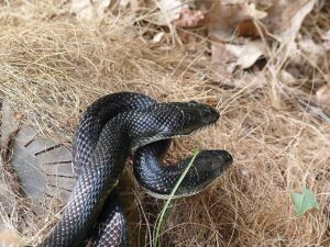 Snake Catcher Malviya Nagar Jaipur
