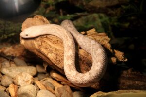 Snake Rescue Jhotwara in Jaipur