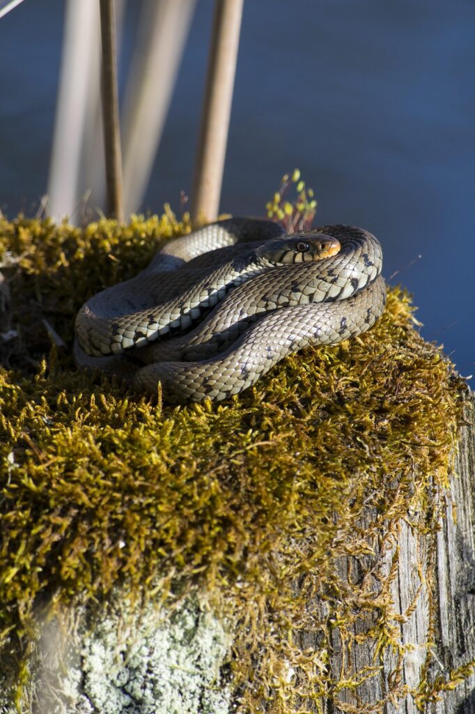Snake catcher civil line jaipur
