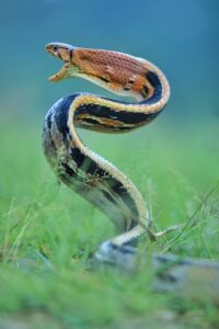 Snake Awareness and Prevention Services
