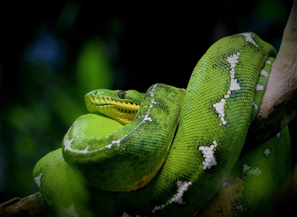 snake rescue jaipur