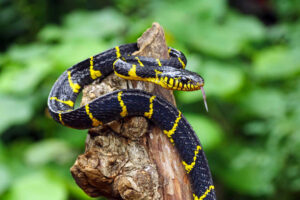 snake rescue