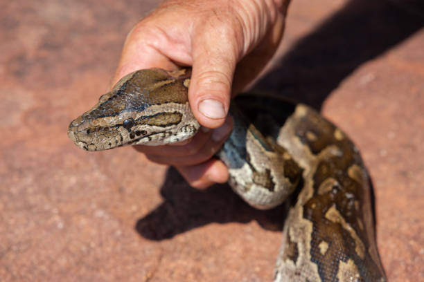 Snake rescue near me