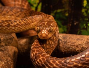 Snake Rescue in Mansarovar Jaipur