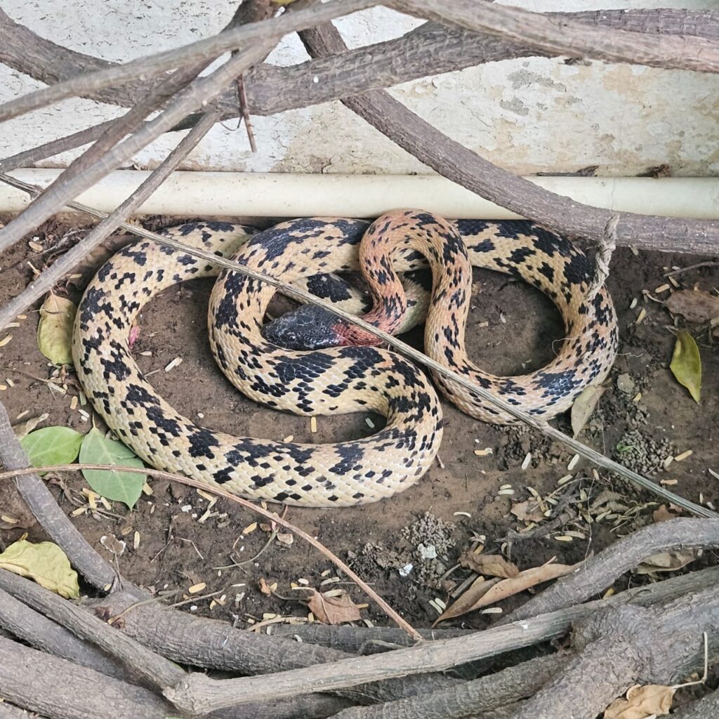 Snake Catcher Shastri Nagar Jaipur