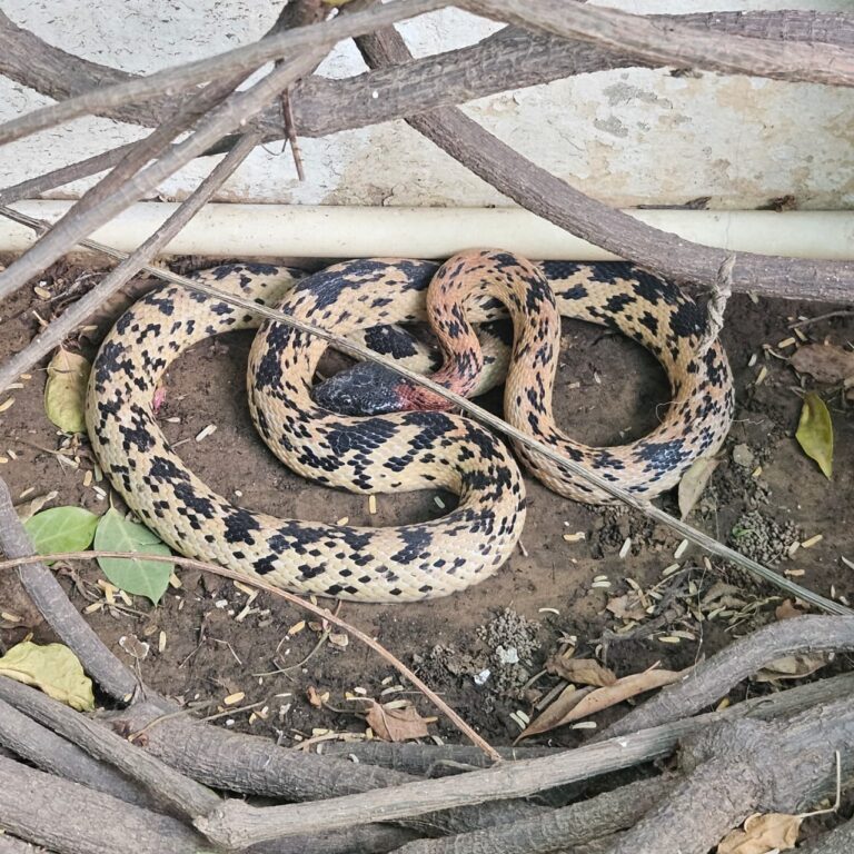 snake rescue in jagatpura Jaipur