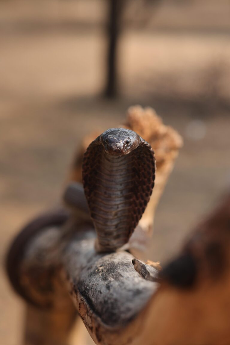 Snake catcher in jagatpura Jaipur