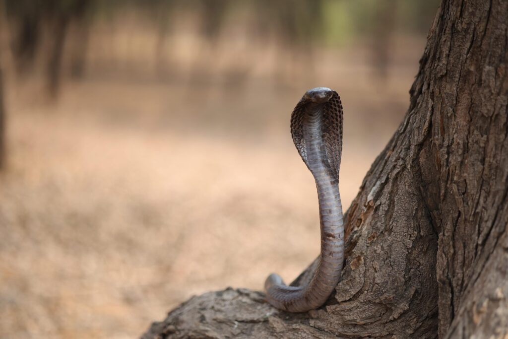 Snake Catcher Jaipur