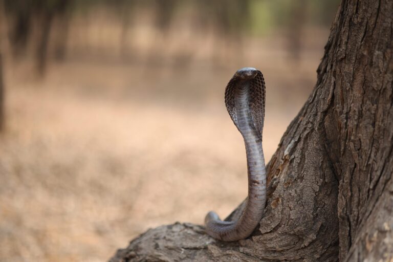 Snake Catcher in Vaishali Nagar Jaipur