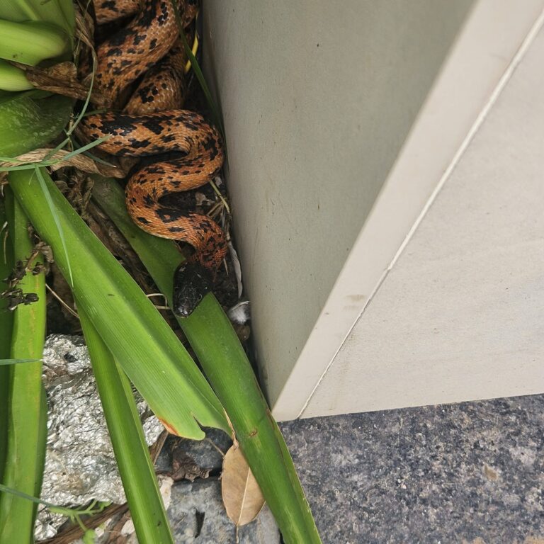 Snake rescue in vaishali nagar Jaipur