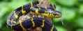 snake rescue