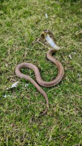 snake-rescue-jhotwara-jaipur