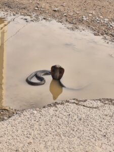 Snake Rescued Safely from a Family Home in Sanganer, Jaipur