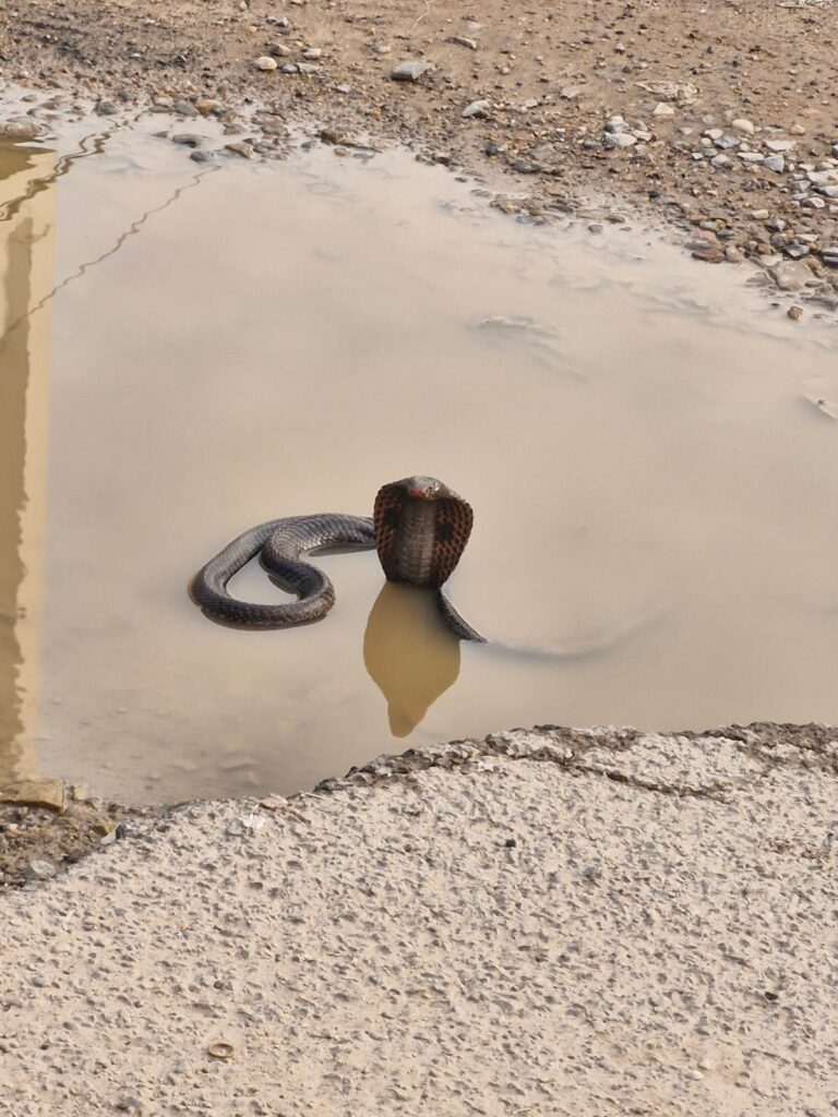 Snake Rescued Safely from a Family Home in Sanganer, Jaipur