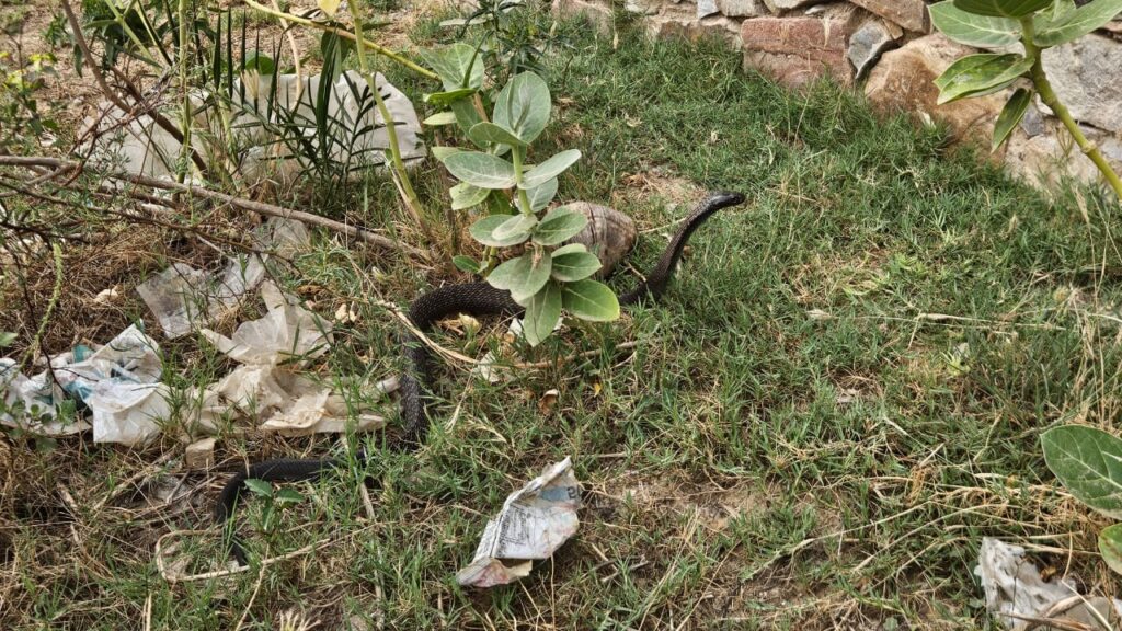 snake rescue jaipur image