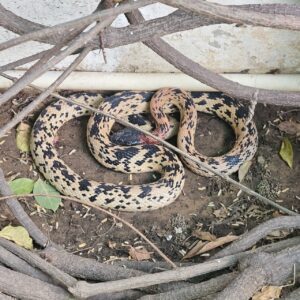 Snake Catcher Shastri Nagar Jaipur