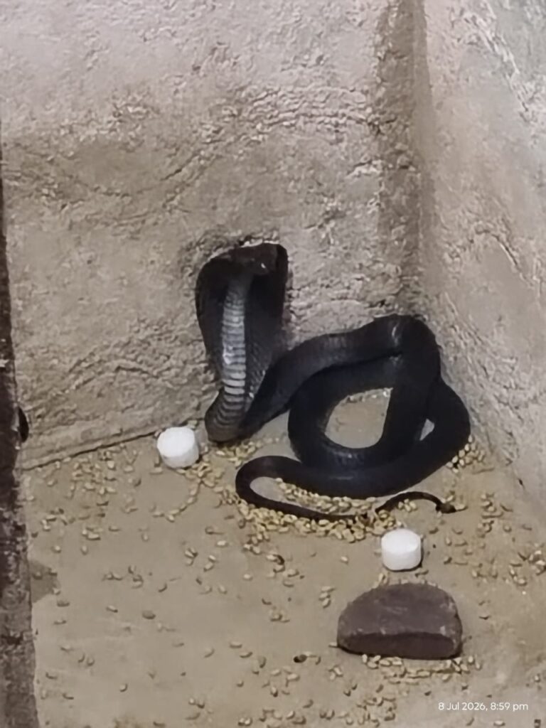 Snake Rescue Jaipur – 24-Hour Emergency Snake Rescue & Snake Catcher Services